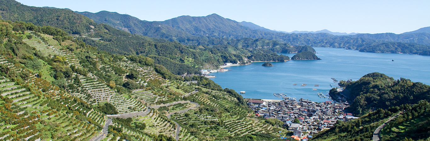 宇和海狩浜の段畑と農漁村景観