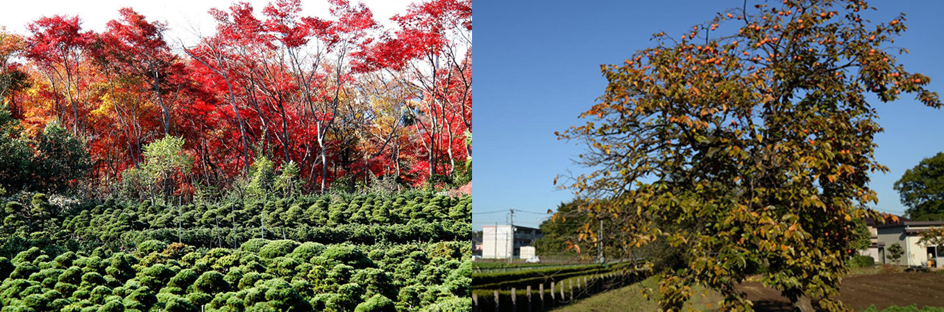 野火止用水・平林寺の文化的景観／安行植木業の文化的景観（仮）