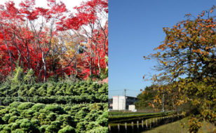 野火止用水・平林寺の文化的景観／安行植木業の文化的景観（仮）